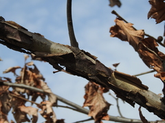Quercus