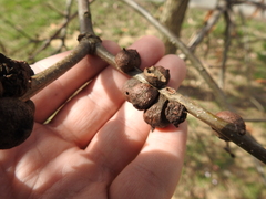 Quercus