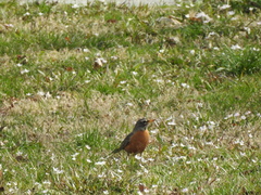 Turdus migratorius