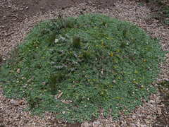 Senecio moqueguensis