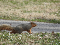 Sciurus niger