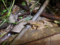 Indosylvirana nicobariensis