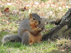 Sciurus niger