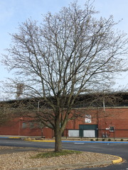 Pyrus calleryana