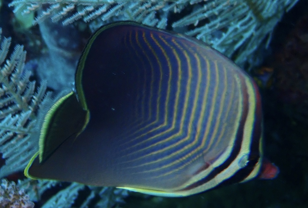 Eastern Triangle Butterflyfish