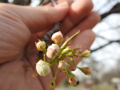 Pyrus calleryana