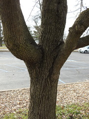 Pyrus calleryana