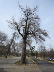 Catalpa