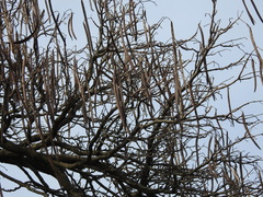 Catalpa