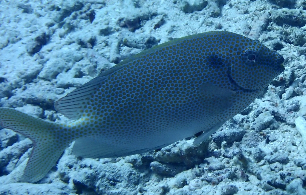 Gold-spot Spinefoot