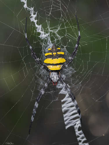Argiope coquereli