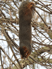 Sciurus niger