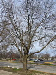 Fraxinus pennsylvanica