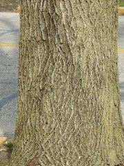 Fraxinus pennsylvanica