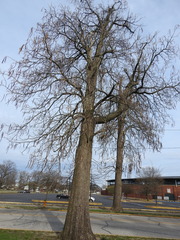 Catalpa