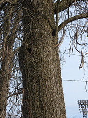 Catalpa