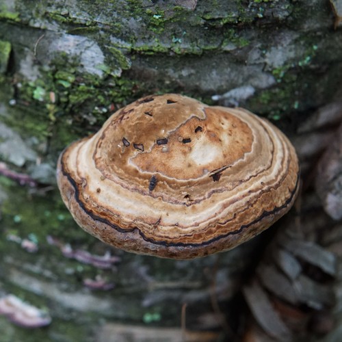 Tinder Polypore