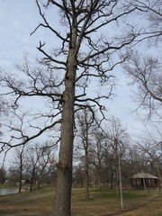 Quercus
