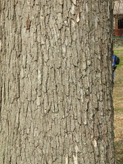 Quercus