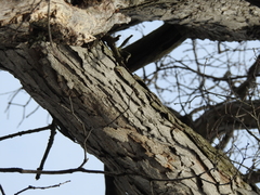 Quercus