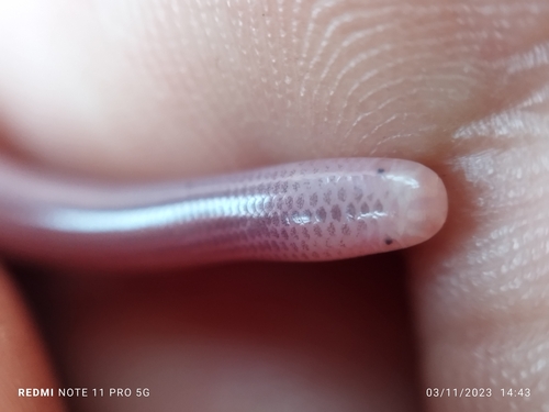 Coffee Worm Snake