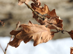 Quercus