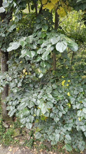 Manchurian lime (Tilia mandshurica)