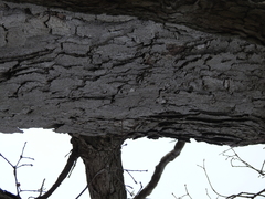 Quercus