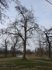 Catalpa