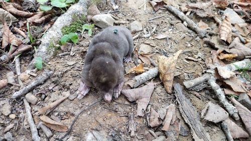 Large Mole