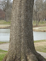 Catalpa