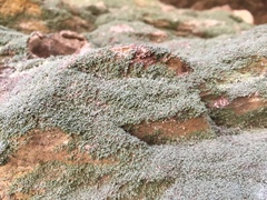 Flakea papillata