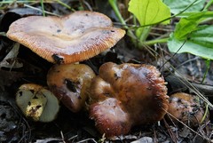 Russula mutabilis