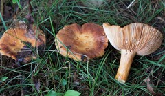 Russula mutabilis