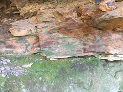 Flakea papillata