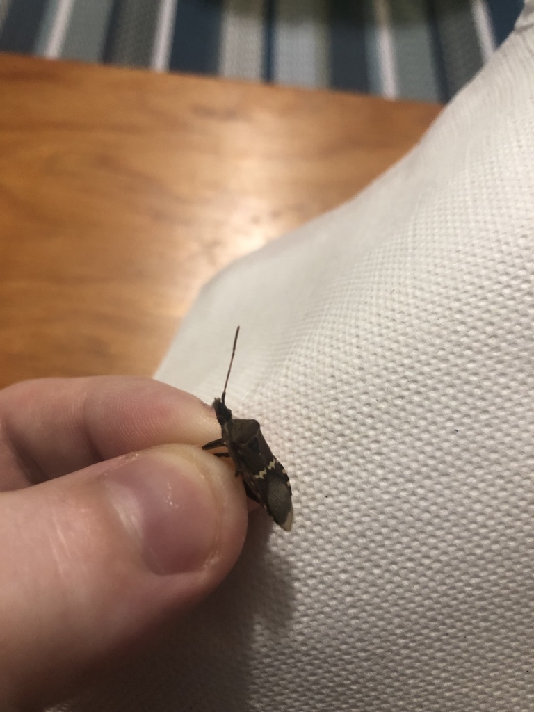 Western Leaf-footed Bug from N La Reserve Dr, Oro Valley, AZ, US on ...