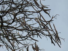 Catalpa