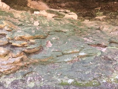 Flakea papillata