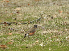 Turdus migratorius
