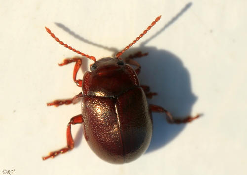 Rudasis Puošnys nuotrauka