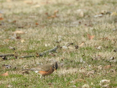 Turdus migratorius