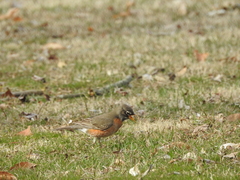 Turdus migratorius
