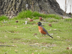 Turdus migratorius