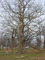 Platanus occidentalis