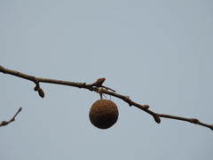 Platanus occidentalis