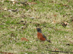 Turdus migratorius