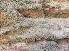 Flakea papillata