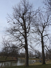 Liquidambar styraciflua