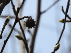Liquidambar styraciflua