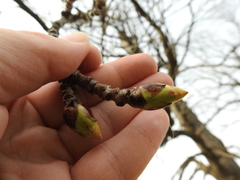Liquidambar styraciflua